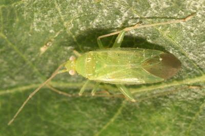 <i>Orthotylus ochrotrichus</i>
