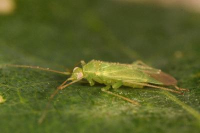 <i>Orthotylus ochrotrichus</i>