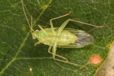<i>Orthotylus ochrotrichus</i>