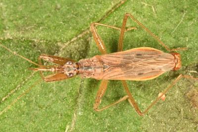 <i>Nabis rugosus</i>