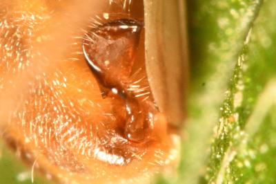 <i>Nabis rugosus</i>