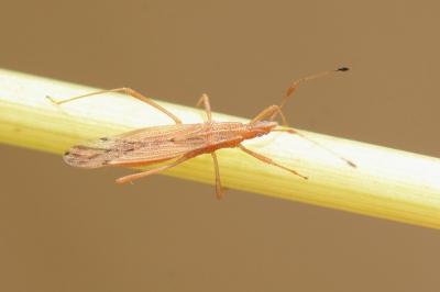 <i>Berytinus signoreti</i>