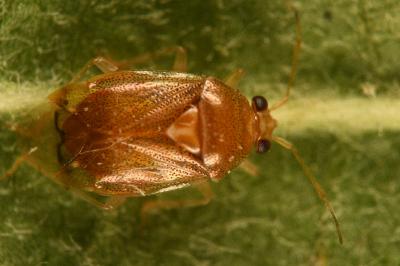 <i>Deraeocoris lutescens</i>