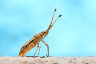 <i>Syromastus rhombeus</i>