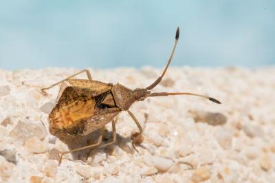 <i>Syromastus rhombeus</i>