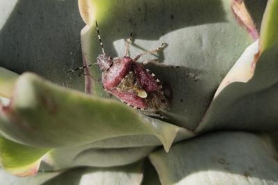 <i>Dolycoris baccarum</i>