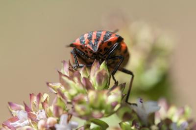 <i>Graphosoma italicum</i>