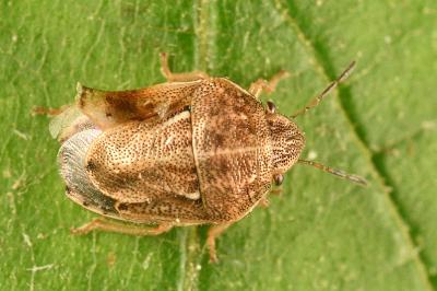 <i>Neottiglossa leporina</i>