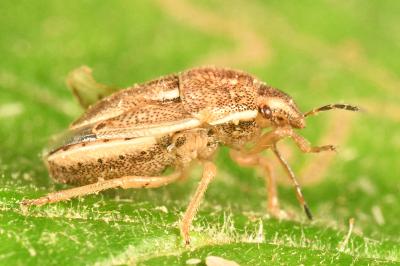 <i>Neottiglossa leporina</i>