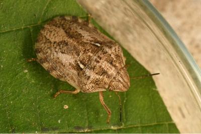<i>Eurygaster maura</i>