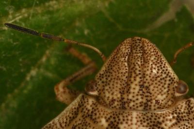 <i>Eurygaster maura</i>