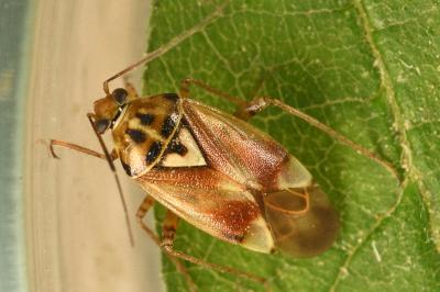 <i>Lygus pratensis</i>