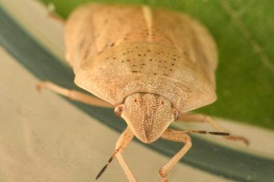 <i>Eurygaster austriaca</i>