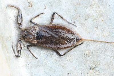 <i>Nepa cinerea</i>
