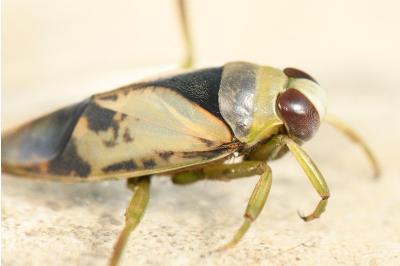 <i>Notonecta viridis</i>