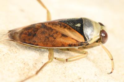 <i>Notonecta glauca</i>