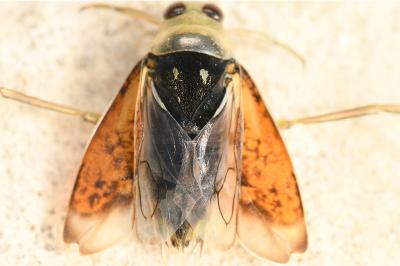<i>Notonecta glauca</i>