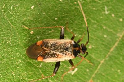 <i>Adelphocoris seticornis</i>