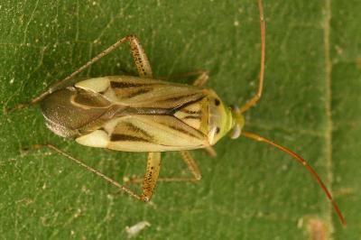 <i>Adelphocoris lineolatus</i>