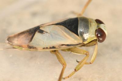 <i>Notonecta viridis</i>