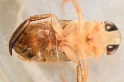 <i>Corixa punctata</i>