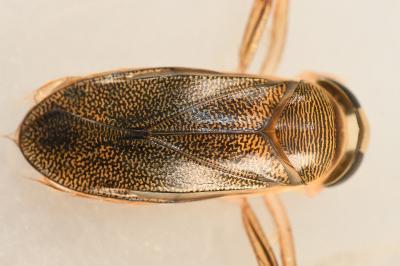 <i>Corixa punctata</i>
