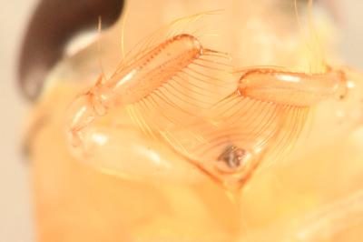 <i>Corixa punctata</i>