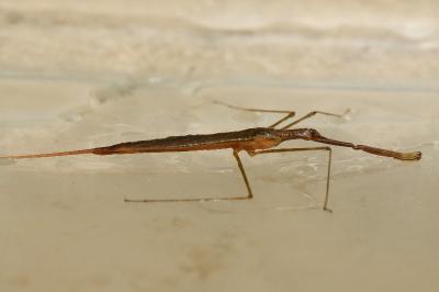<i>Ranatra linearis</i>