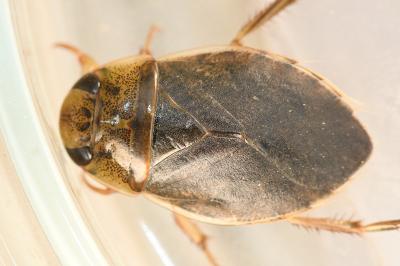 <i>Ilyocoris cimicoides</i>