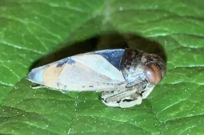 <i>Notonecta viridis</i>