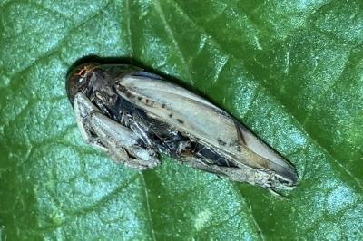 <i>Notonecta viridis</i>