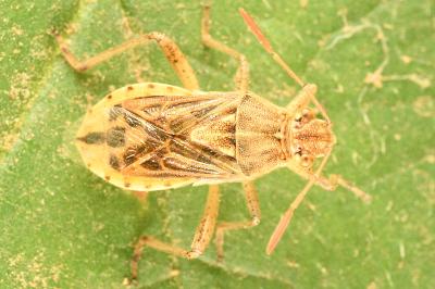 <i>Stictopleurus abutilon</i>