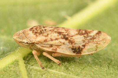 <i>Philaenus spumarius</i>