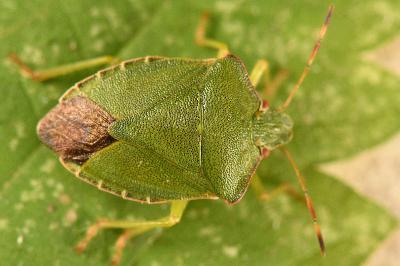 <i>Palomena prasina</i>