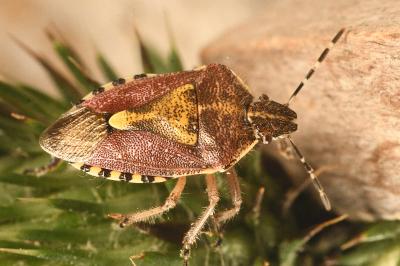 <i>Dolycoris baccarum</i>