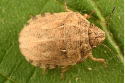 <i>Eurygaster maura</i>
