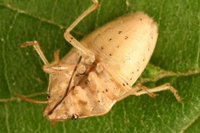 <i>Aelia acuminata</i>