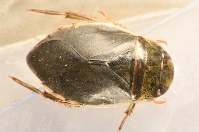 <i>Ilyocoris cimicoides</i>