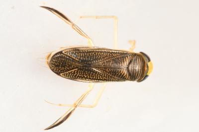 <i>Sigara striata</i>