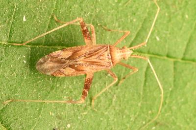 <i>Phytocoris varipes</i>