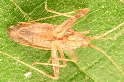 <i>Phytocoris varipes</i>