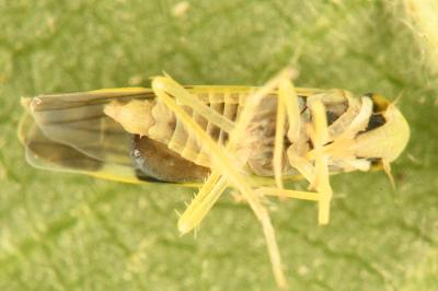 <i>Eupteryx aurata</i>