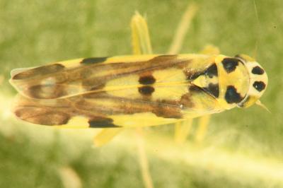 <i>Eupteryx aurata</i>