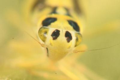 <i>Eupteryx aurata</i>