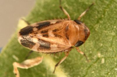 <i>Anoscopus serratulae</i>