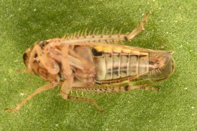 <i>Euscelidius variegatus</i>