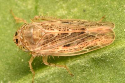 <i>Euscelidius variegatus</i>