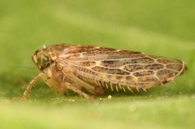 <i>Euscelidius variegatus</i>