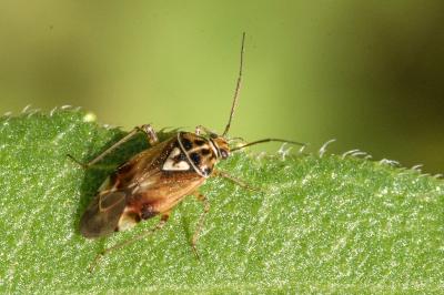 <i>Lygus pratensis</i>