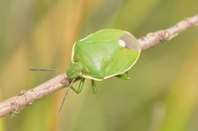 <i>Chlorochroa juniperina</i>
